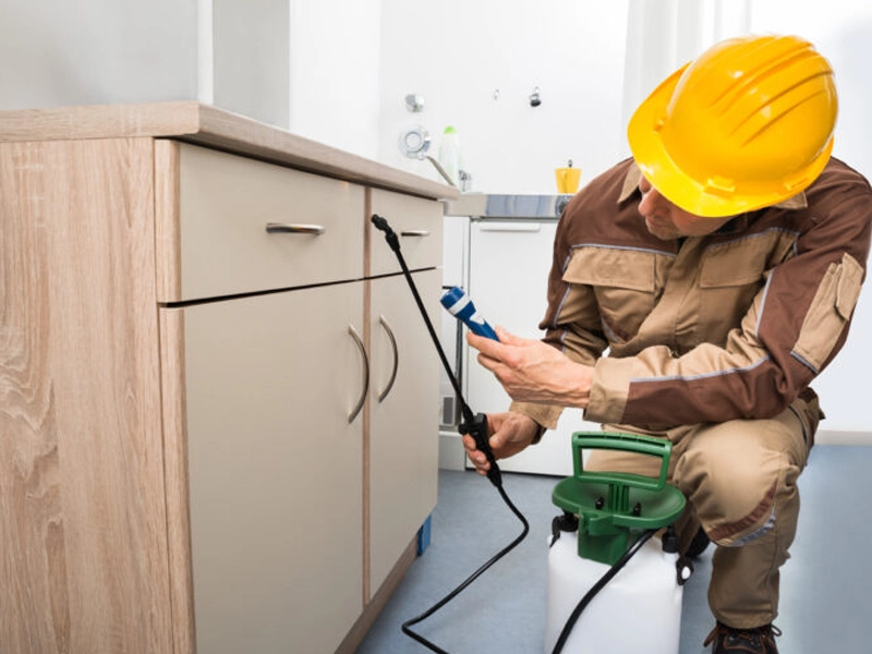 Descupinização Controle de Cupins